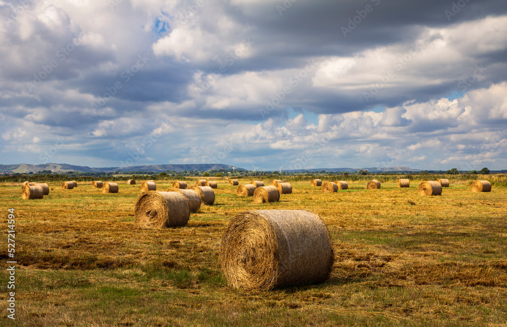 Fields of hay bales and the summer harvest on the Pevensey Levels east Sussex south east England