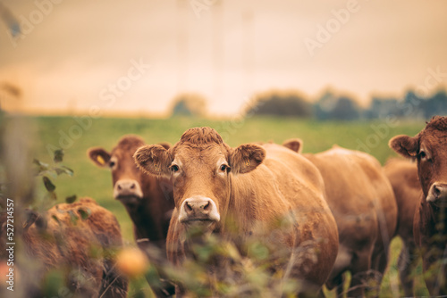 Foto Flock  of cows in countryside view - Meat farm concept