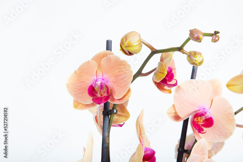 orchid flower isolated on white background used as home decoration  © Oneart graphic