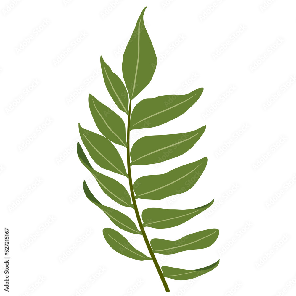 Fern leaves. Fern leaves.