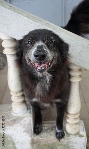 Old dog smile at stair