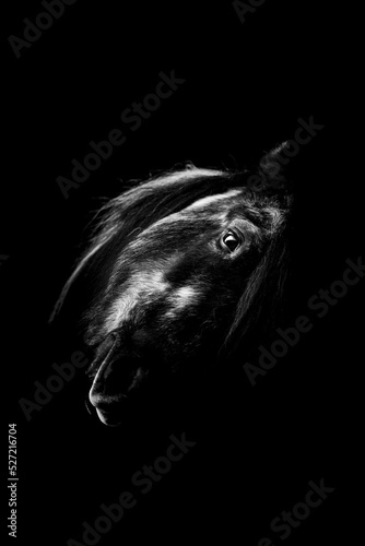Fine art horse in low key light with black background