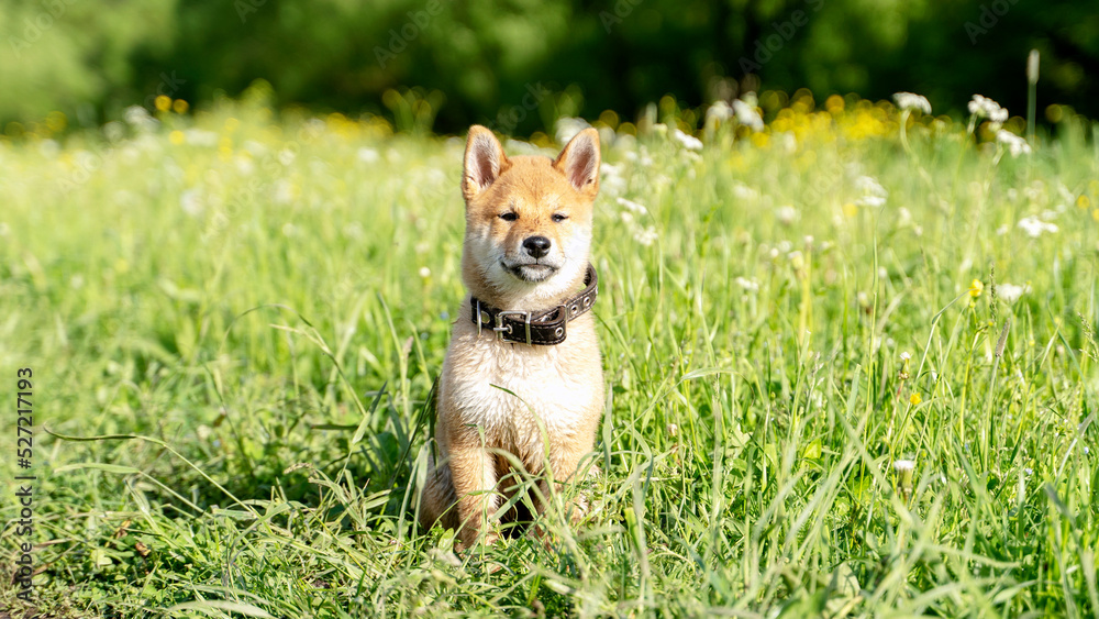 Close-up Portrait of beautiful and happy red shiba inu puppy sitting in the green grass in summer. Cute and crazy japanese red dog posing at sunset. Sunny day Close-up Portrait of beautiful and happy red shiba inu puppy sitting in the green grass in summer. Cute and crazy japanese red dog posing at sunset. Sunny day