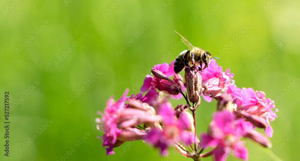 Bee and flower. Close up of a large striped bee collects honey on a yellow flower on a Sunny bright day. Macro horizontal photography. Summer and spring backgrounds Bee and flower. Close up of a large striped bee collects honey on a yellow flower on a Sunny bright day. Macro horizontal photography. Summer and spring backgrounds