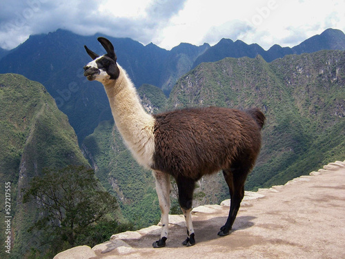 Lama w Peru © Wojciech