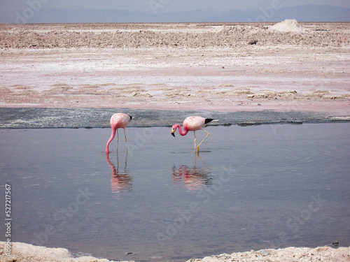 Flamingi na Atacamie