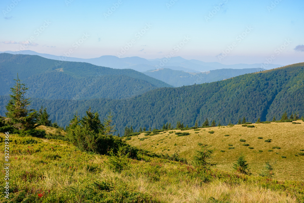 spruce trees on the grassy hillside meadow. mountain landscape on a sunny summer morning. view in to the distant valley. explore nature of carpathians