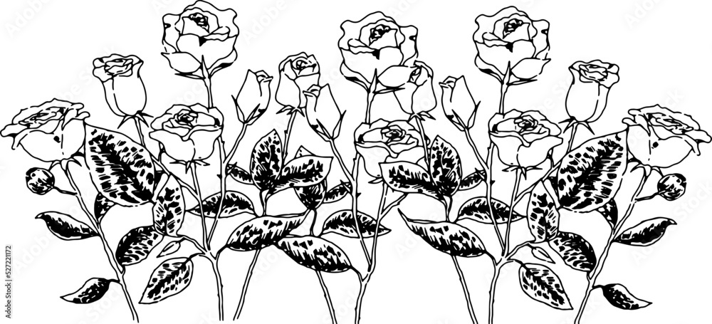 Fototapeta premium 薔薇の背景イラスト