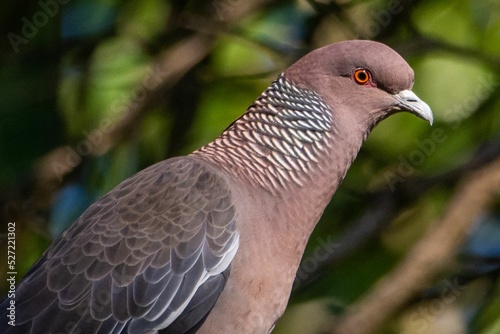 Closeup of a Picazuro pigeon (Patagioenas picazuro) photo