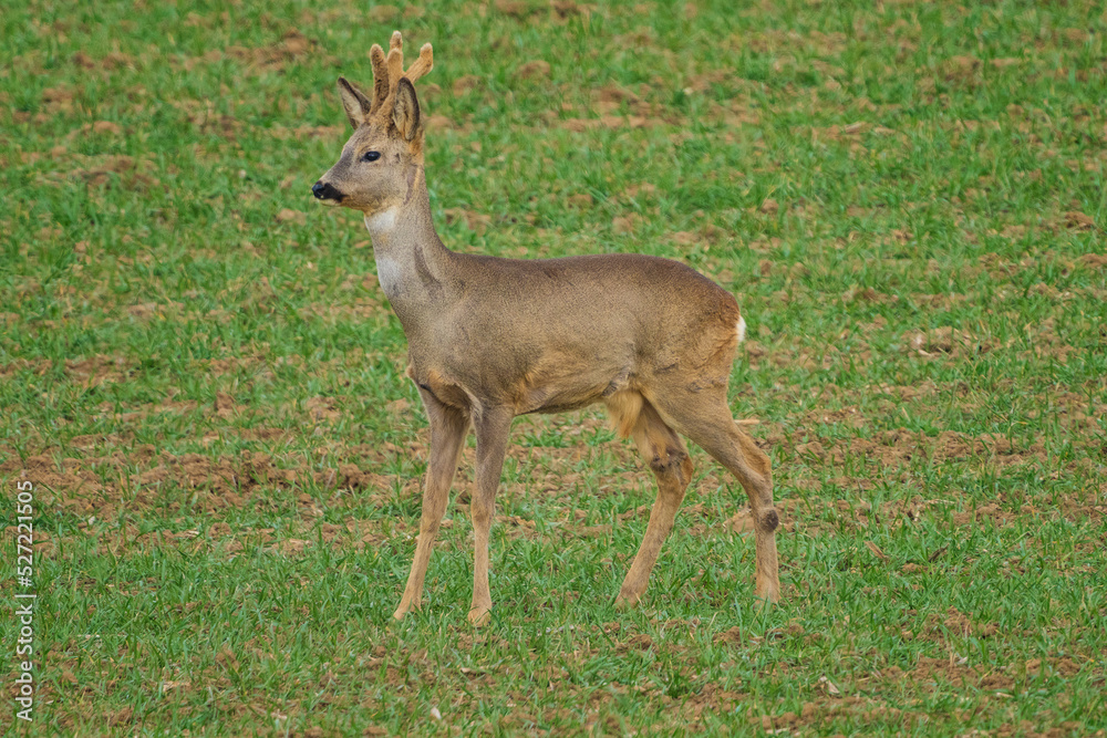 The roe deer (Capreolus capreolus), also known as the roe, western roe deer, or European roe, is a species of deer. The roe deer (Capreolus capreolus), also known as the roe, western roe deer, or European roe, is a species of deer.