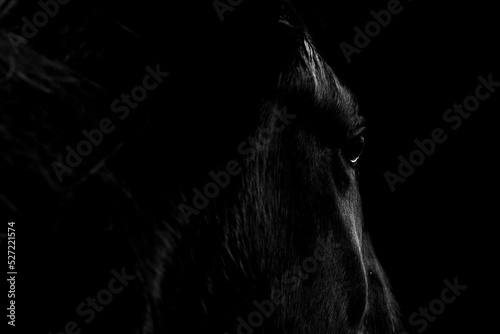 Fotografiet Close up Icelandic horse grazing looking down fine art with black background