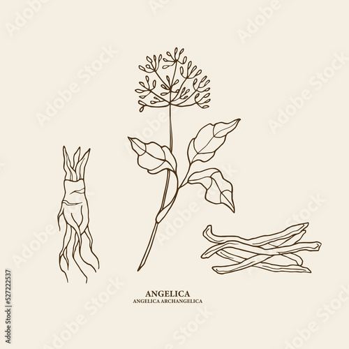 Hand drawn angelica plant and root photo