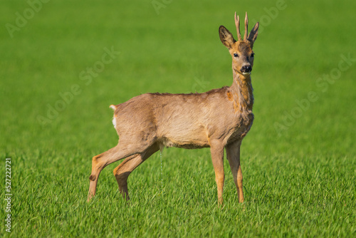 The roe deer (Capreolus capreolus), also known as the roe, western roe deer, or European roe, is a species of deer Fototapeta