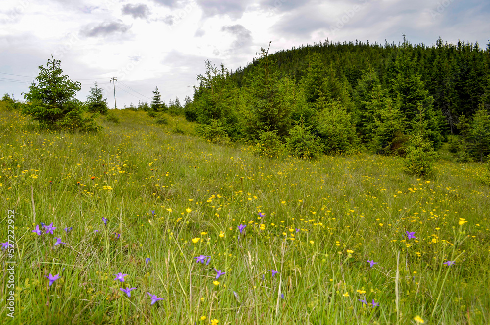 Meadow with wild flowers in mountains