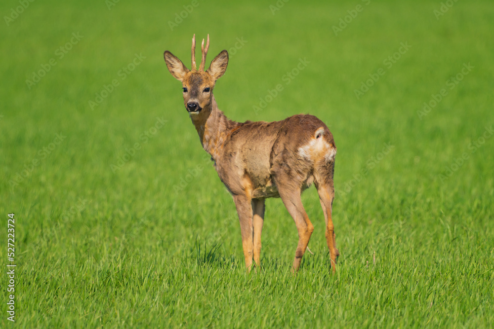 The roe deer (Capreolus capreolus), also known as the roe, western roe deer, or European roe, is a species of deer.