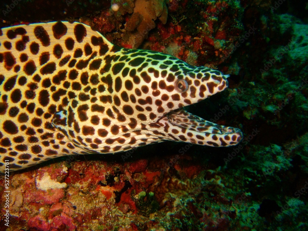 Fototapeta premium Moray