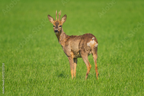 The roe deer (Capreolus capreolus), also known as the roe, western roe deer, or European roe, is a species of deer.