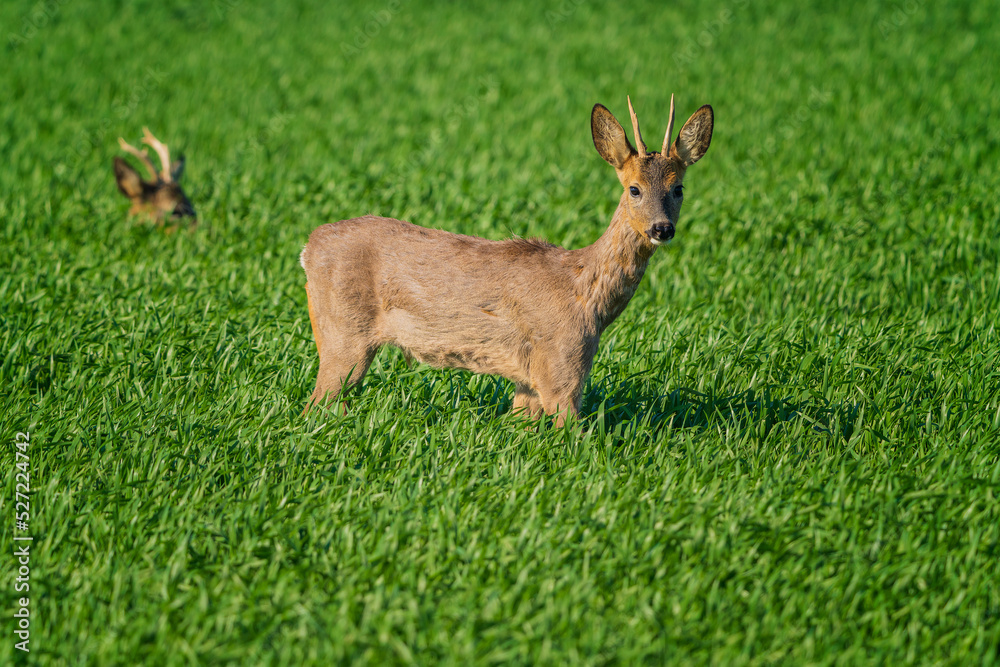 The roe deer (Capreolus capreolus), also known as the roe, western roe deer, or European roe, is a species of deer. The roe deer (Capreolus capreolus), also known as the roe, western roe deer, or European roe, is a species of deer.