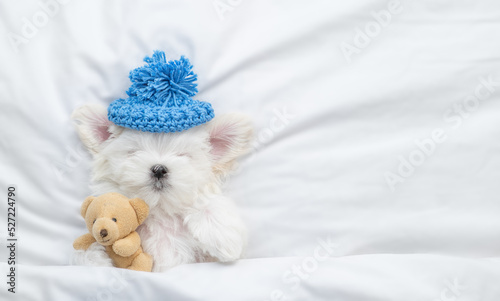 White Lapdog puppy wearing warm hat sleeps under white blanket on a bed at home and hugs favorite toy bear. Top down view. Empty space for text