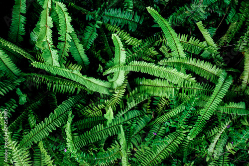 Abstract background. Patterns of fern leaves in nature. nature background concept