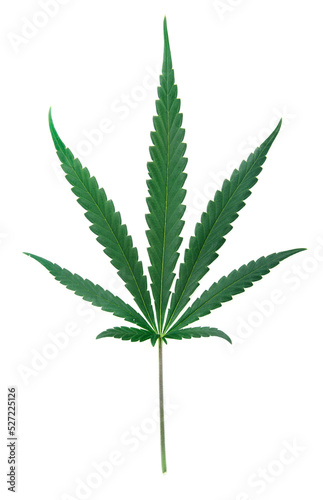 cannabis leaf on white background
