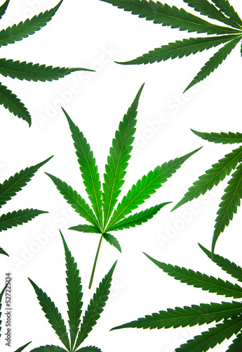 cannabis leaf on white background