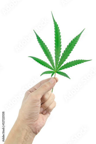 hand with cannabis leaf on white background