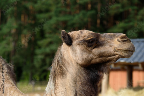 a brown camel with a black head and a white nose in a nature park on a sunny day © Aivis