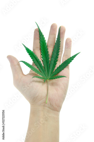 hand with cannabis on white background