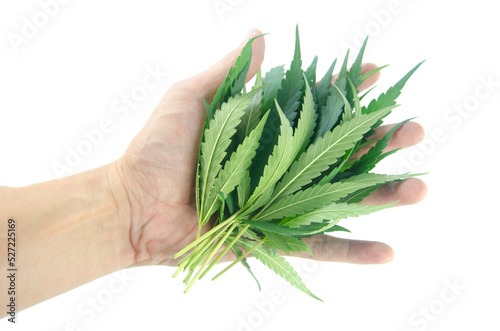 hand with cannabis leaf on white background