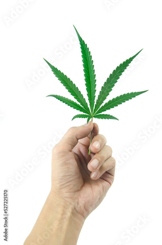 hand with cannabis on white background