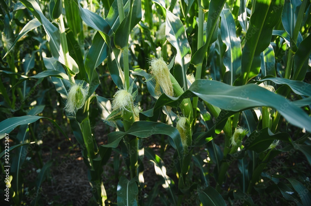 Green field of young corn under the sunlight Green field of young corn under the sunlight