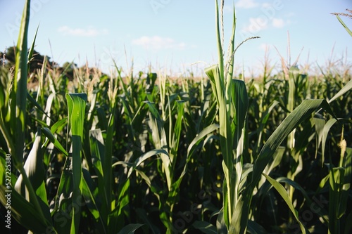 Green field of young corn under the sunlight