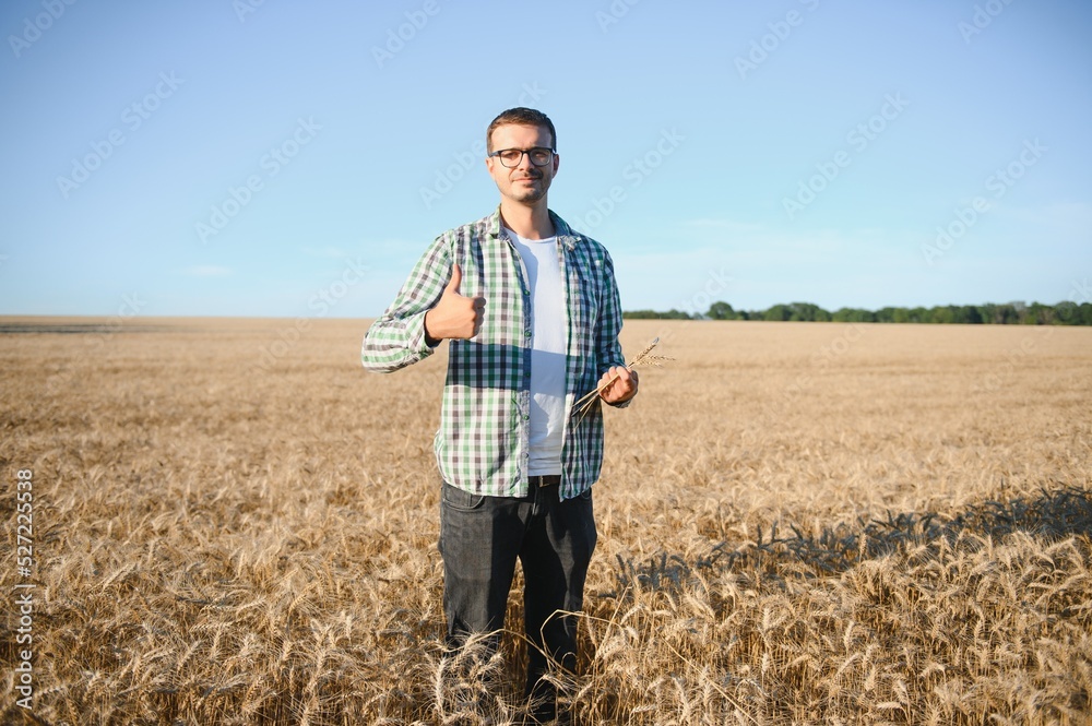 A farmer inspecting wheat in a field.