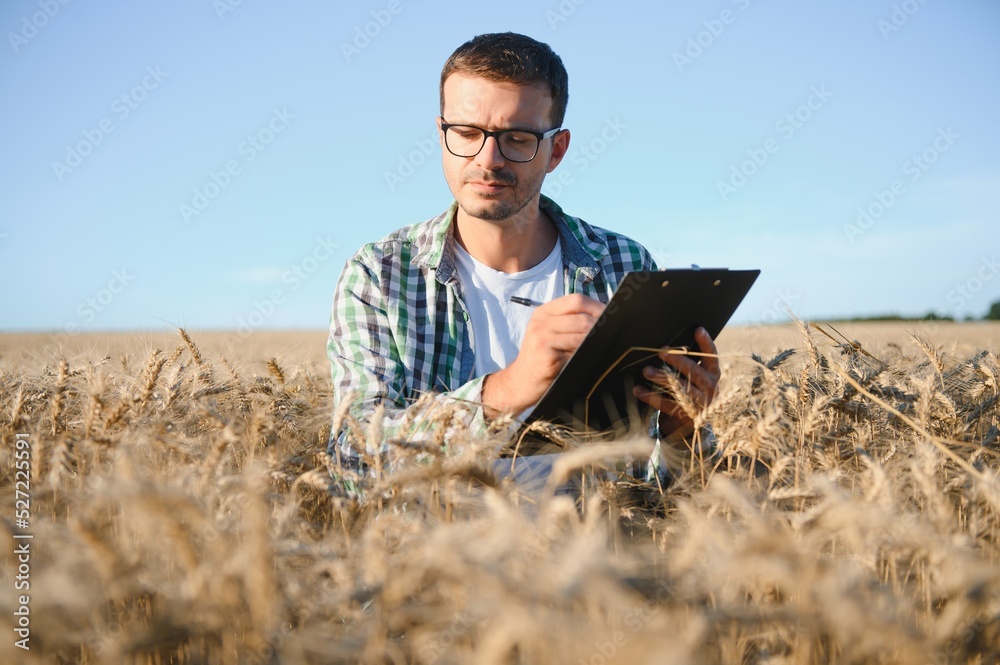 A farmer inspecting wheat in a field. A farmer inspecting wheat in a field.
