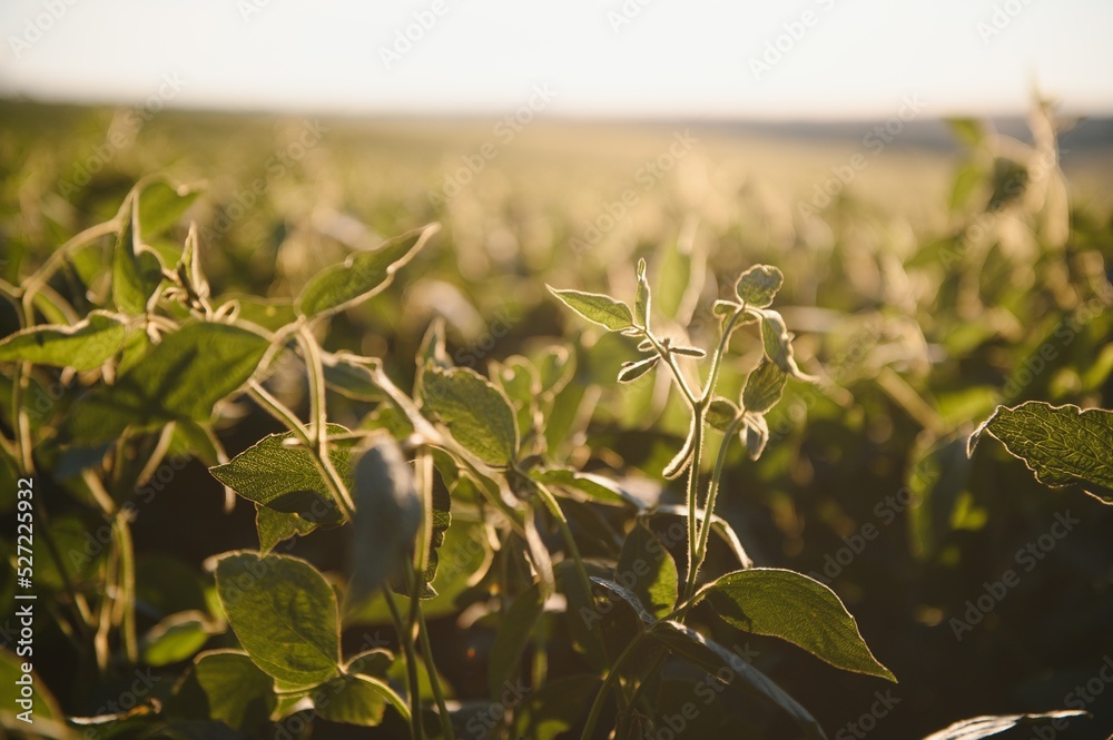 Fototapeta premium Dramatic landscape at sunset. Soybean lit by sunrays. Selective focus on detail.