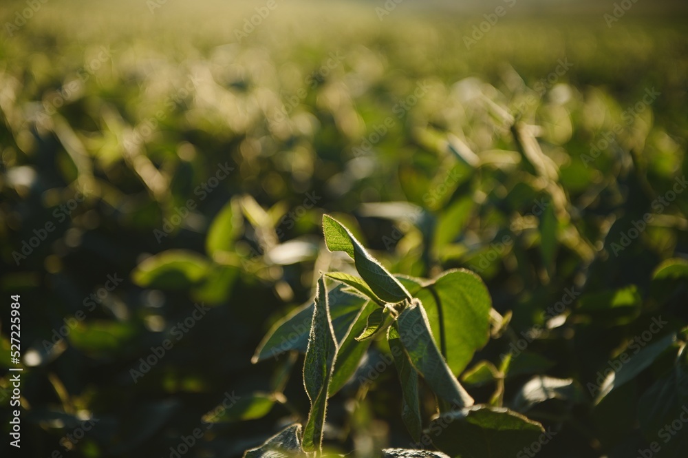 Fototapeta premium Soy field and soy plants in early morning light. Soy agriculture