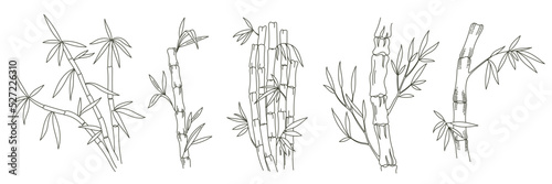 Bamboo plant contour line. Bambos leaves and stalk. Vector. Editable outline stroke thickness.