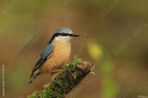 Portrait of a eurasian nuthatch (Sitta europaea). Nuthatch in the nature habitat. Wildlife scene from forest.
