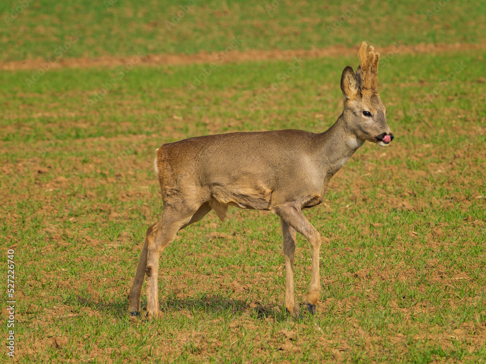 The roe deer (Capreolus capreolus), also known as the roe, western roe deer, or European roe, is a species of deer. The roe deer (Capreolus capreolus), also known as the roe, western roe deer, or European roe, is a species of deer.