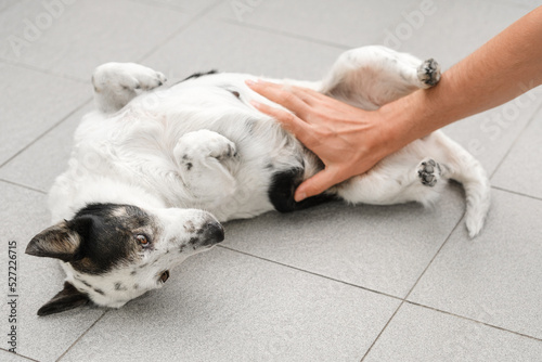 Canvas Print Cute black and white mongrel dog is being pet by her owner, he is stroking her belly