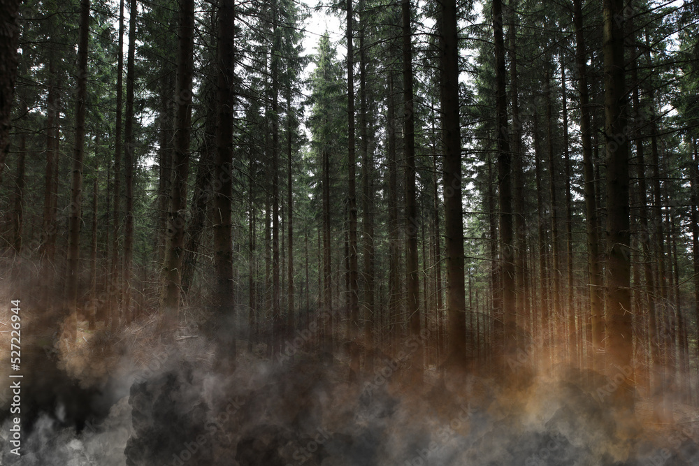 Fototapeta premium fire in the forest - burning trees and mulch