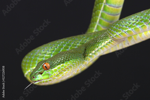 Portrait of a Chinese Tree Viper (Trimeresurus stejnegeri) against a black background showing its forked tongue 