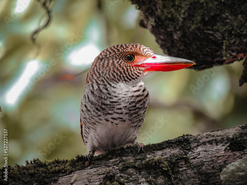 A Bird On The branch tree