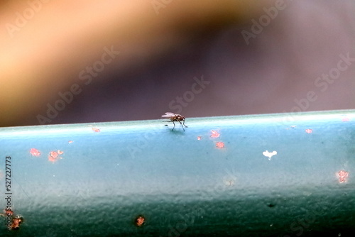 mouche 