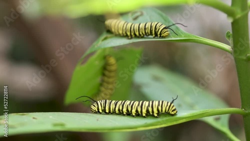 Tropical milkweed plant with southern monarch butterfly caterpillars photo