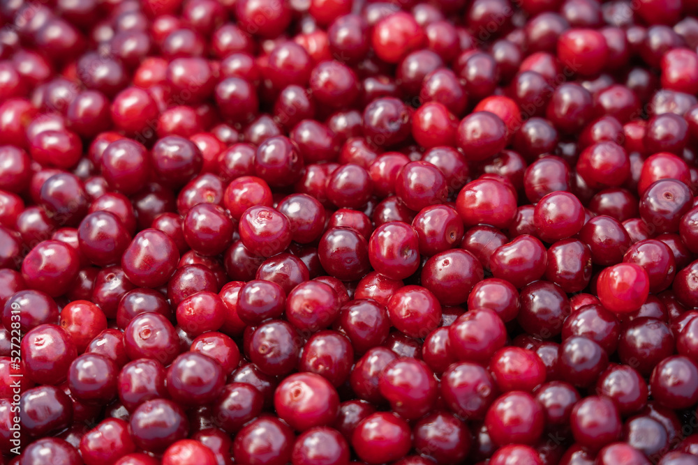 Red delicious sweet organic cherry in large quantity .Cherry background. Red delicious sweet organic cherry in large quantity .Cherry background.