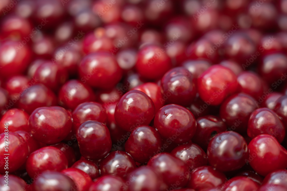 Red delicious sweet organic cherry in large quantity .Cherry background. Red delicious sweet organic cherry in large quantity .Cherry background.