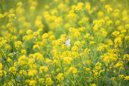 white butterfly on a yellow flower on a sunny summer day, selective focus