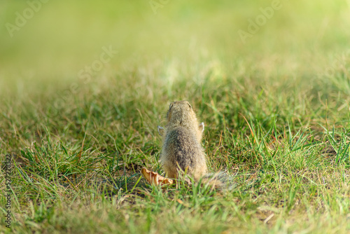 funny wild gopher stands with his back to the camera and spread his arms as if in prayer